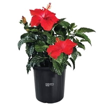 Nature's Way Farms Hibiscus President Red Outdoor Live Flowering Plant (25-30 in. Tall) in Grower Pot May Ship Without Flowers