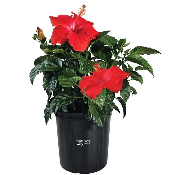 Nature's Way Farms Hibiscus President Red Outdoor Live Flowering Plant (25-30 in. Tall) in Grower Pot May Ship Without Flowers