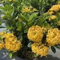 thumbnail image 6 of Ixora Yellow  1 Extra Large 3 Gallon Plant  Ixora Chinensis  Bright Garden Highlight  Sun-Loving Tropical Shrub, 6 of 8