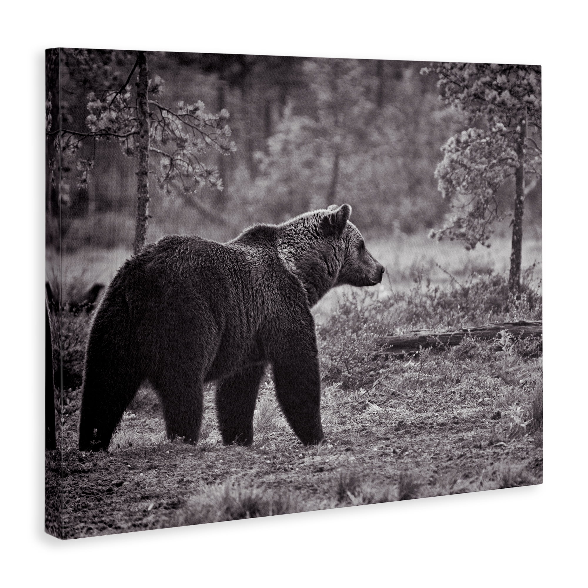 Stupell Industries Bear Stepping in Forest Animals & Insects Photography Gallery Wrapped Canvas Art Print Wall Art, 40 x 30