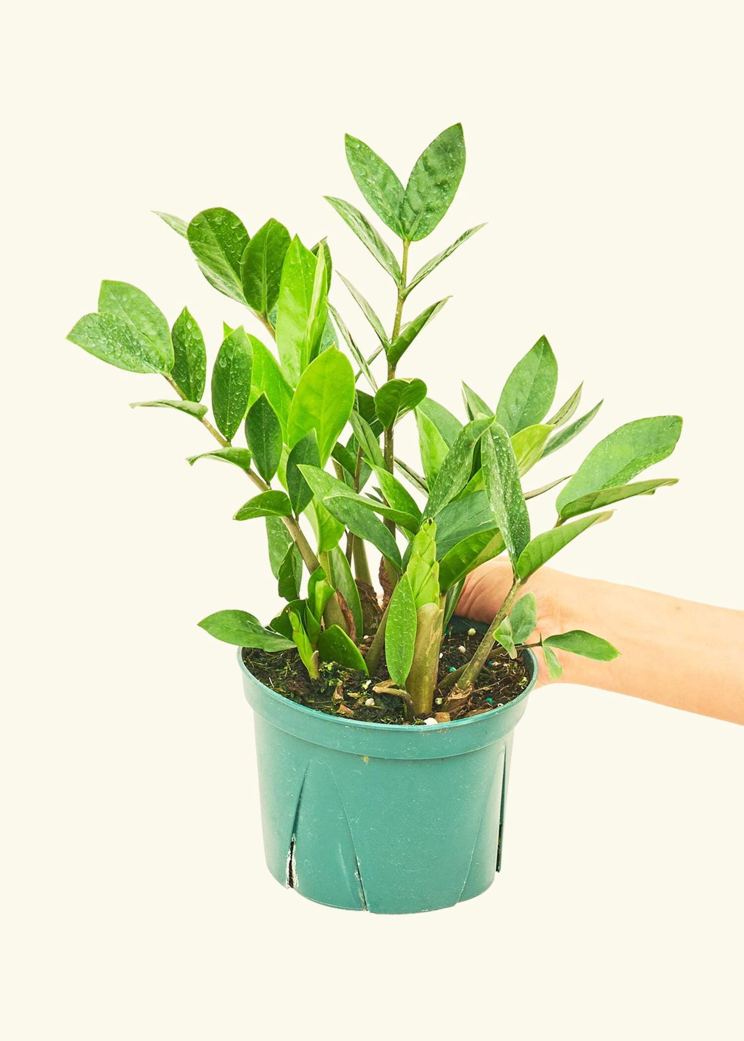 ZZ Plant, Zamioculcas Zamiifolia Live Green Indoor Tropical Plant, 4-Inch  Pot - Walmart.com