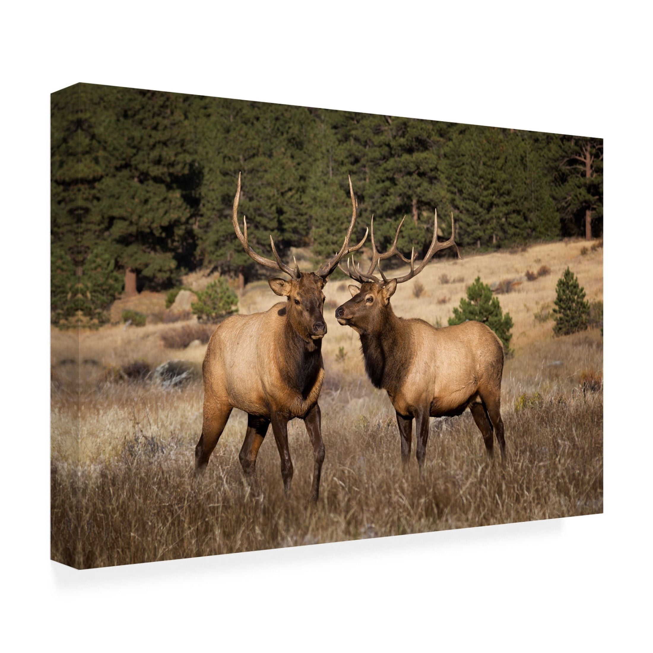 Trademark Fine Art David Drost Two Elks II Canvas Wall Art
