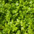 thumbnail image 6 of Parsley Plant Live for Planting, 3 Inch Pot, Live Parsley Plant, Planting in Containers, Home Garden, 6 of 6