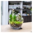 Clear Slant Cut Bubble Bowl, Fish Bowl & Plant Terrarium, Candy Jar