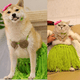thumbnail image 5 of Vestido hawaiano para mascotas, suministros para fiestas, conjunto de disfraces para gatos y perros MFZFUKR CPB-DE-LYY2017-1, 5 of 5