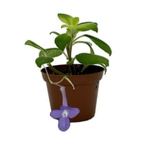 Blueberry Creme Cape Primrose Plant - Streptocarpella - 2.5" Pot