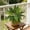 A, variant on HAJAGP 55x55cm Artificial Plant Wall Hanging Mat, Faux Foliage Plastic Grass Panel for Indoor Outdoor Garden Decor, Style A