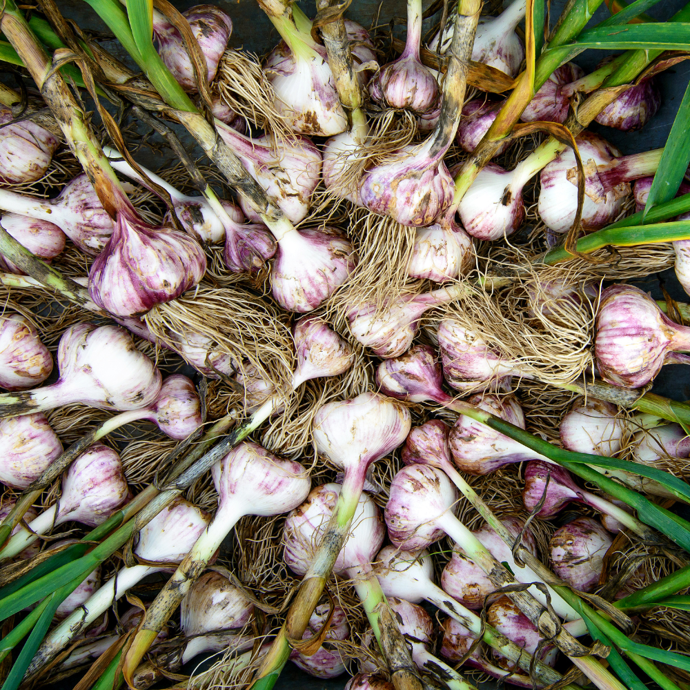 4 Mix Garlic Bulbs, Garlic Bulbs Easy to Plant, Garlic Bulbs for Planting Outdoors