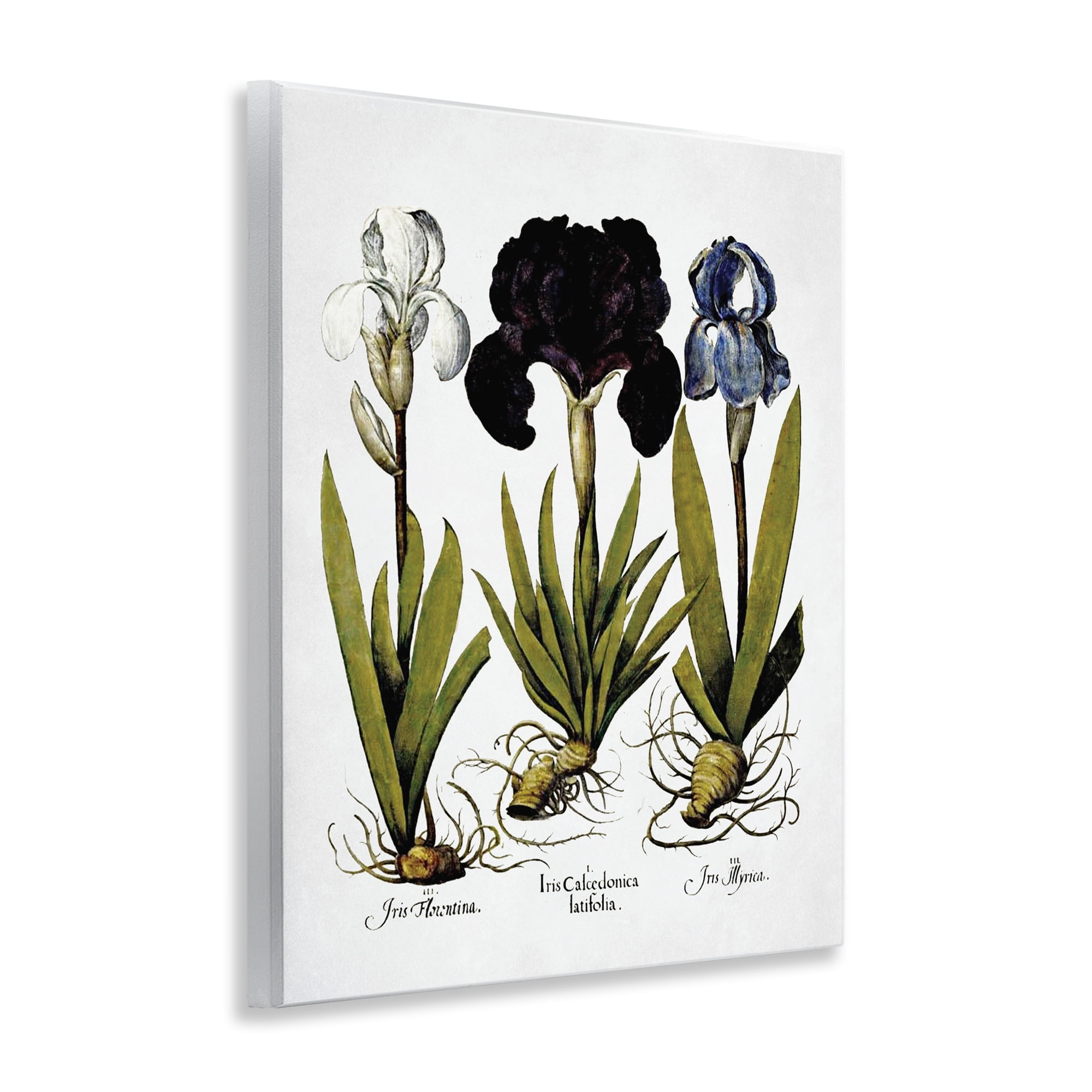 Stupell Industries Vintage Iris Flowers Botanical & Floral Painting Unframed Art Print Wall Art, 11 x 14