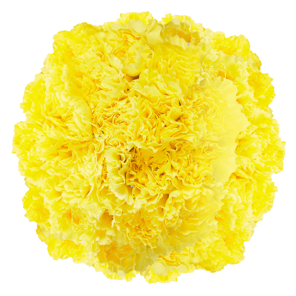 100 Stems of Yellow Carnations- Beautiful Fresh Cut Flowers- Express Delivery