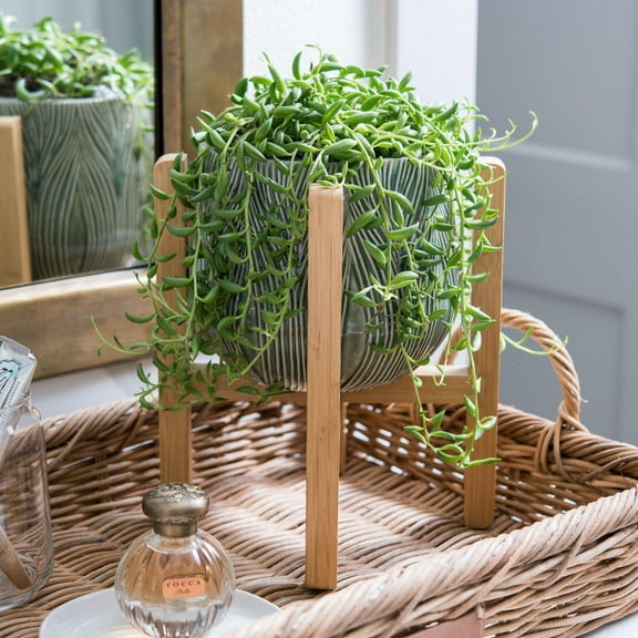 String of Bananas-Unique Succulent-Cascading Vines 6" Hanging Basket