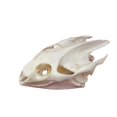 thumbnail image 1 of Cláneo de taxidermia con forma de calavera de animal real y tortuga para regalo educativo, 1 of 4