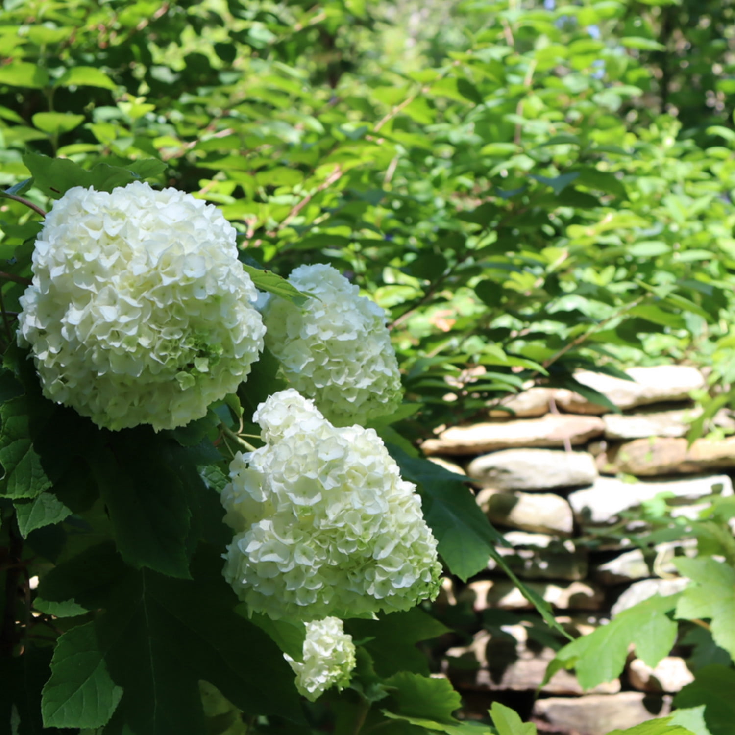 Proven Winners ColorChoice 5" Multicolor Gatsby Moon Oakleaf Hydrangea Live Plant in 4.5" Pot (4 Count)