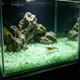 thumbnail image 5 of Guijarros luminosos para acuario que brillan en la oscuridad: piedras luminiscentes para paisajismo acuático, decoración de peceras, relleno de jarrones y jardinería. Grava luminosa de plást, 5 of 6