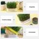 thumbnail image 3 of Bandeja hidropónica para macetero de hierba gatera de plástico, caja de hierba para gatos sin suelo, caja para cultivo de hierba para gatos, bandeja para aperitivos, 3 of 5