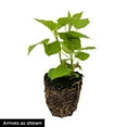 thumbnail image 4 of Annabelle Hydrangea Deciduous Flowering Shrub, grown in a 4 inch pot (1-Pack), 4 of 4