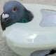 thumbnail image 4 of Greeniant Tenedor plástico de las palomas de la estructura durable blanca para el dispositivo durable de las medicinas para los fijadores de las Suministros de alimentación y agua para mascotas Blanco, 4 of 6
