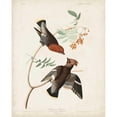 thumbnail image 3 of Audubon, John James 12x14 Black Modern Framed Museum Art Print Titled - Pl 363 Bohemian Chatterer, 3 of 5