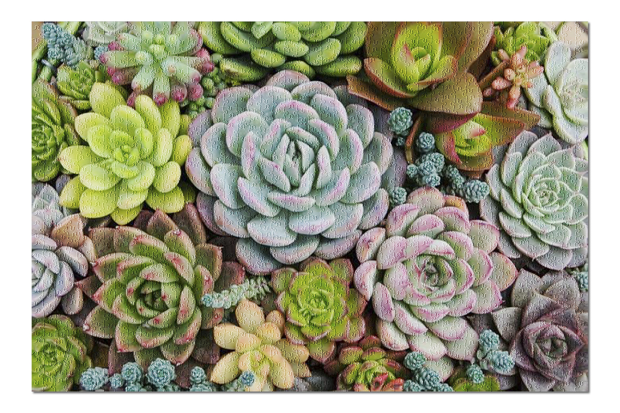 Succulent Plants Puzzle Wooden Jigsaw Puzzle 500 1000 Piece for Adult Teen Kid