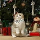thumbnail image 5 of Regalos de Navidad de Gato Collar de Arco de Gato de Navidad - 1 Paquete Collar de Arco de Gatito de Navidad Collar de Gato de Navidad Collar de Gato de Navidad, 5 of 6