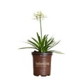 thumbnail image 3 of Southern Living Ever White Agapanthus 'Lily of the Nile' Live Shrub in 2.5-Quart Grower Pot, 3 of 10