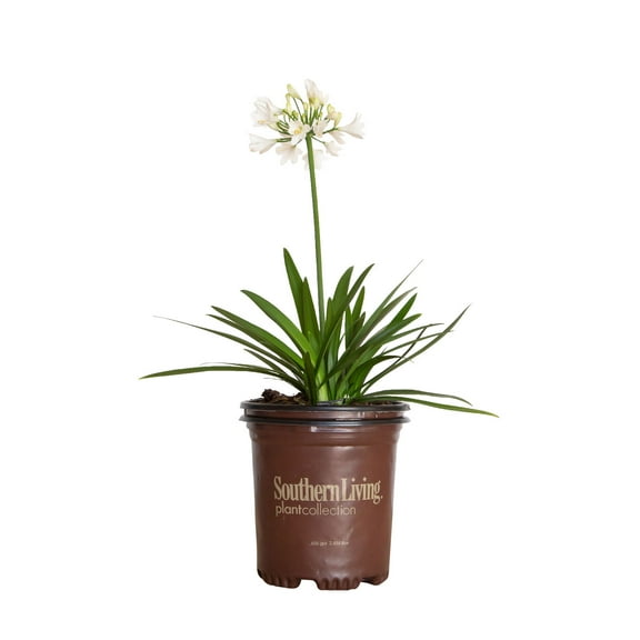 Southern Living Ever White Agapanthus 'Lily of the Nile' Live Shrub in 1.5-Gallon Grower Pot