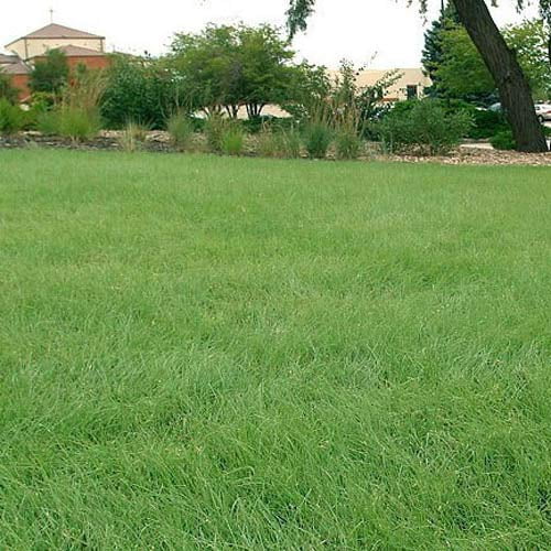 Outsidepride 25 lb. Perennial Xeriscape Warm Season Drought Tolerant Grass Seed Mix
