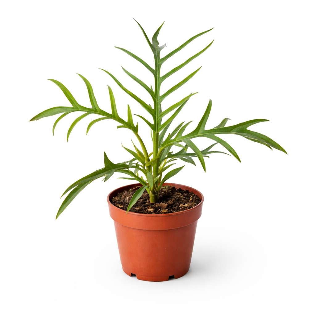 Philodendron Tortum Live Plant for Indoor | Different Houseplants in 4'' & 6'' Pot | Real House Plant for Living Room, Office, Desk & Bathroom | Tortum