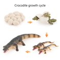 thumbnail image 3 of Animaux de Simulation Crocodile Cycle de Croissance Figurines Modèle Miniature Jouet Éducatif pour Enfants, 3 of 7