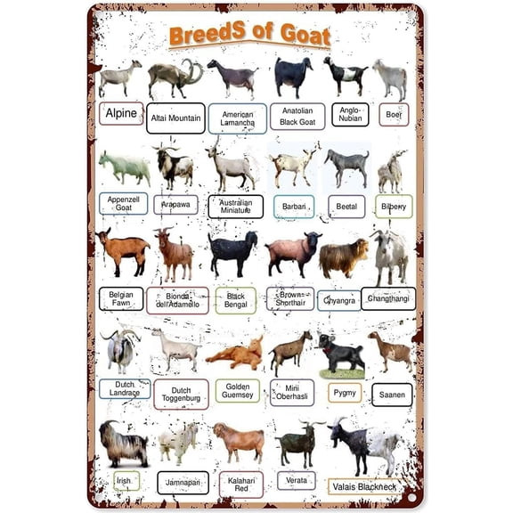 Goat Breeds Metal Wall Sign Vintage Farm Decor Tin Plaque 8 x 12 Inch for Home Kitchen Shop or Ranch