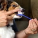 thumbnail image 3 of Cepillo de dientes para mascotas, limpieza bucal, limpiador de dientes grande y pequeño para gatos y perros, higiene dental, cepillado, suministros para mascotas, marco de metal portátil, 3 of 8