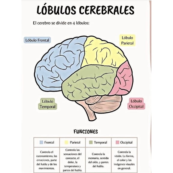 LBULOS CEREBRALES El cerebro se divide en 4 poster Suitable for medical education posters for students, and can also be used as classroom and hospital office decoration
