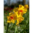 thumbnail image 3 of Martinette Jonquilla Daffodil - 10 bulbs, 3 of 3