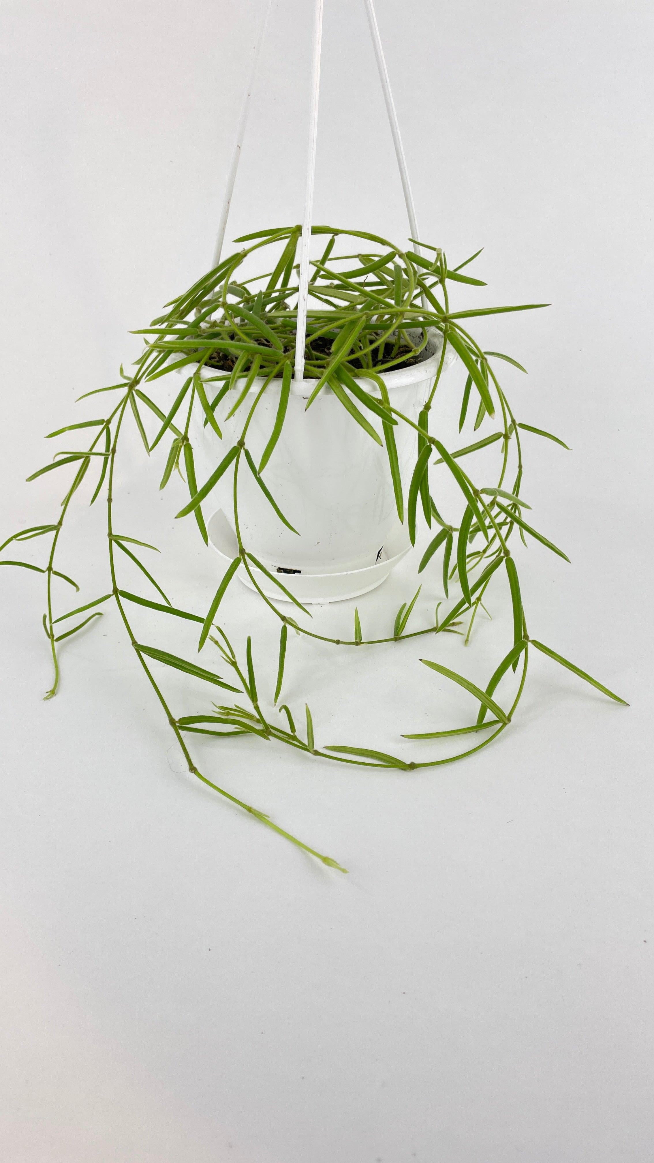 Bumble Plants Hoya Linearis