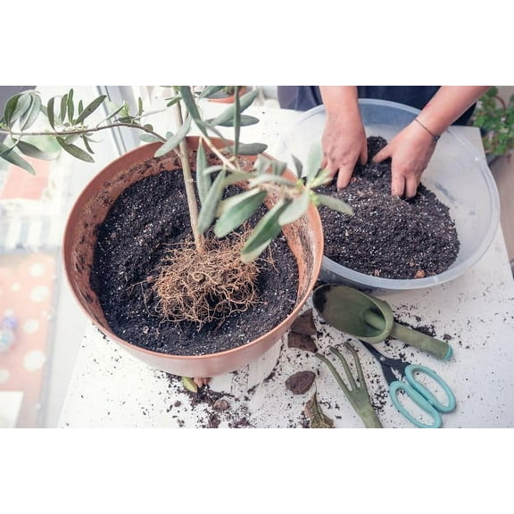 Premium Potting Mix for Olive Trees by Gardenera - Maximized Nutrient Retention and Growth Potential - 5 Quart