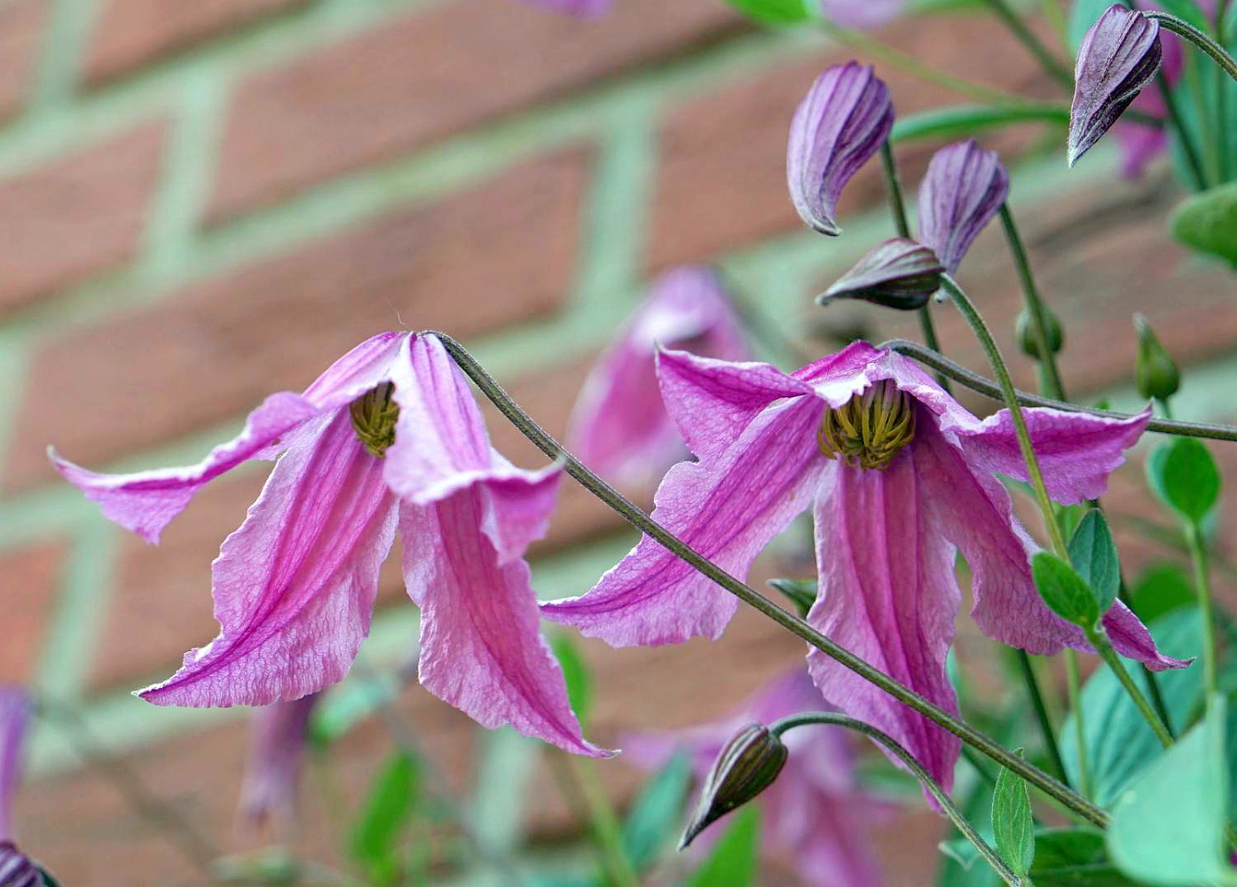 Pink Delight Clematis Very Hardy 2.5" Pot