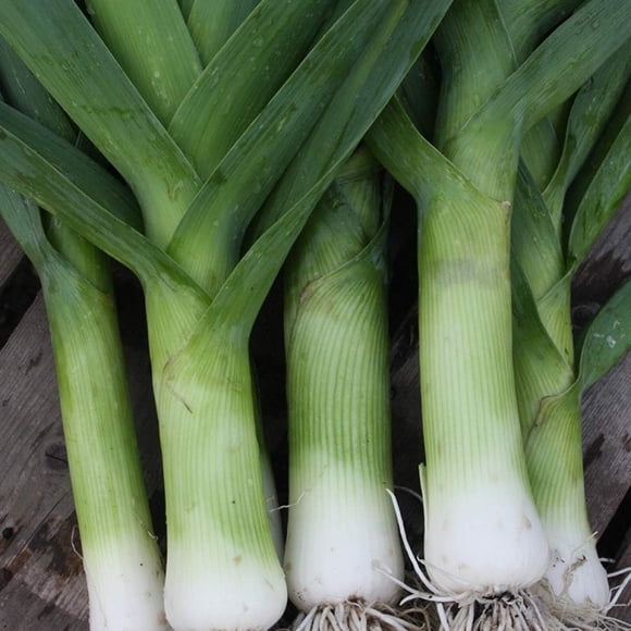 HJADGG Poireau Automne Géant *40-50 Graines* Héritage et Graines de Légumes Biologiques