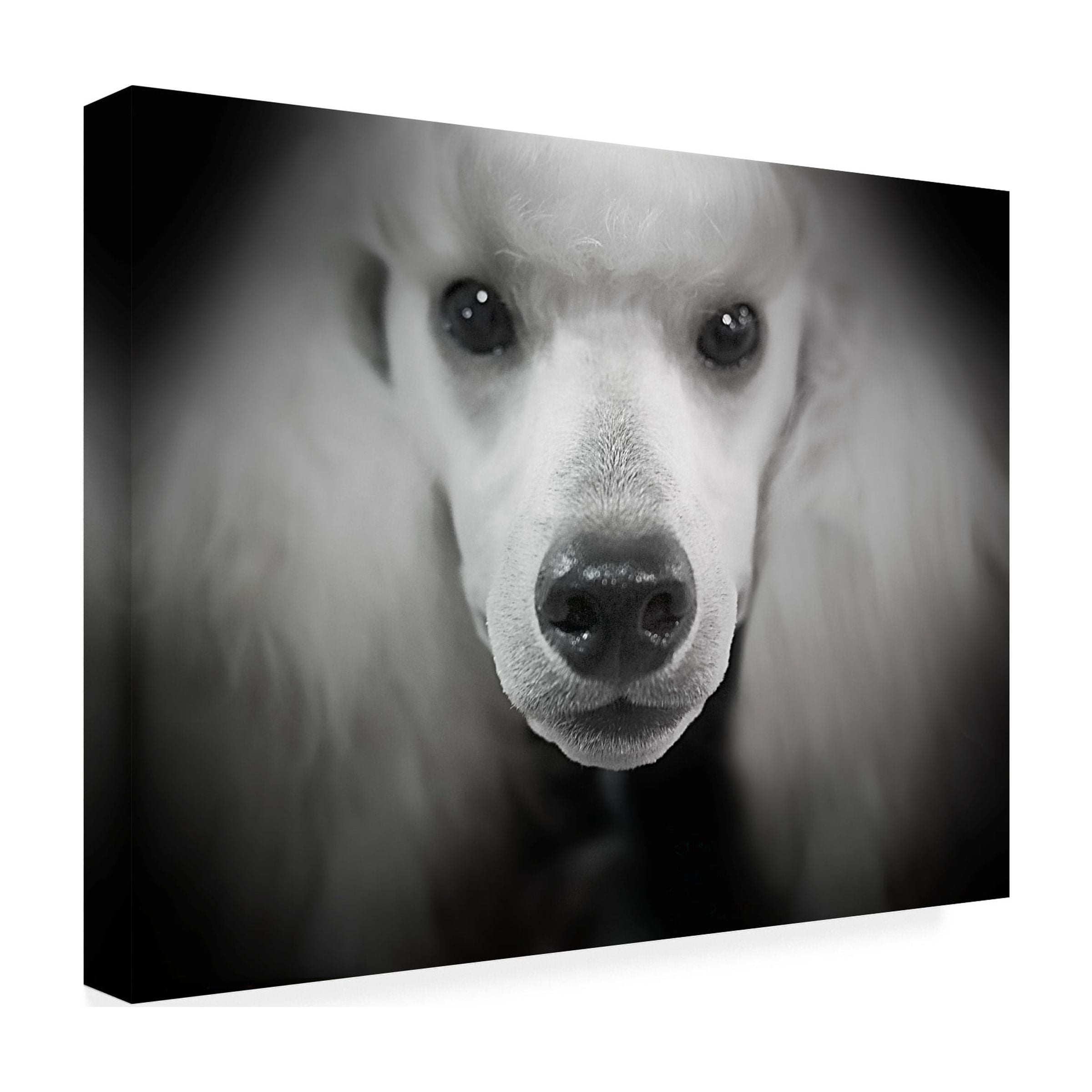 Trademark Fine Art 'Standard Poodle' Canvas Art by Lori Hutchison