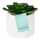 thumbnail image 2 of planta dec. blanca suculenta c, 2 of 5
