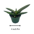 thumbnail image 2 of Florida House Plants Sansevieria Cylindrica Boncel Starfish Snake Live Plant, 2 of 9