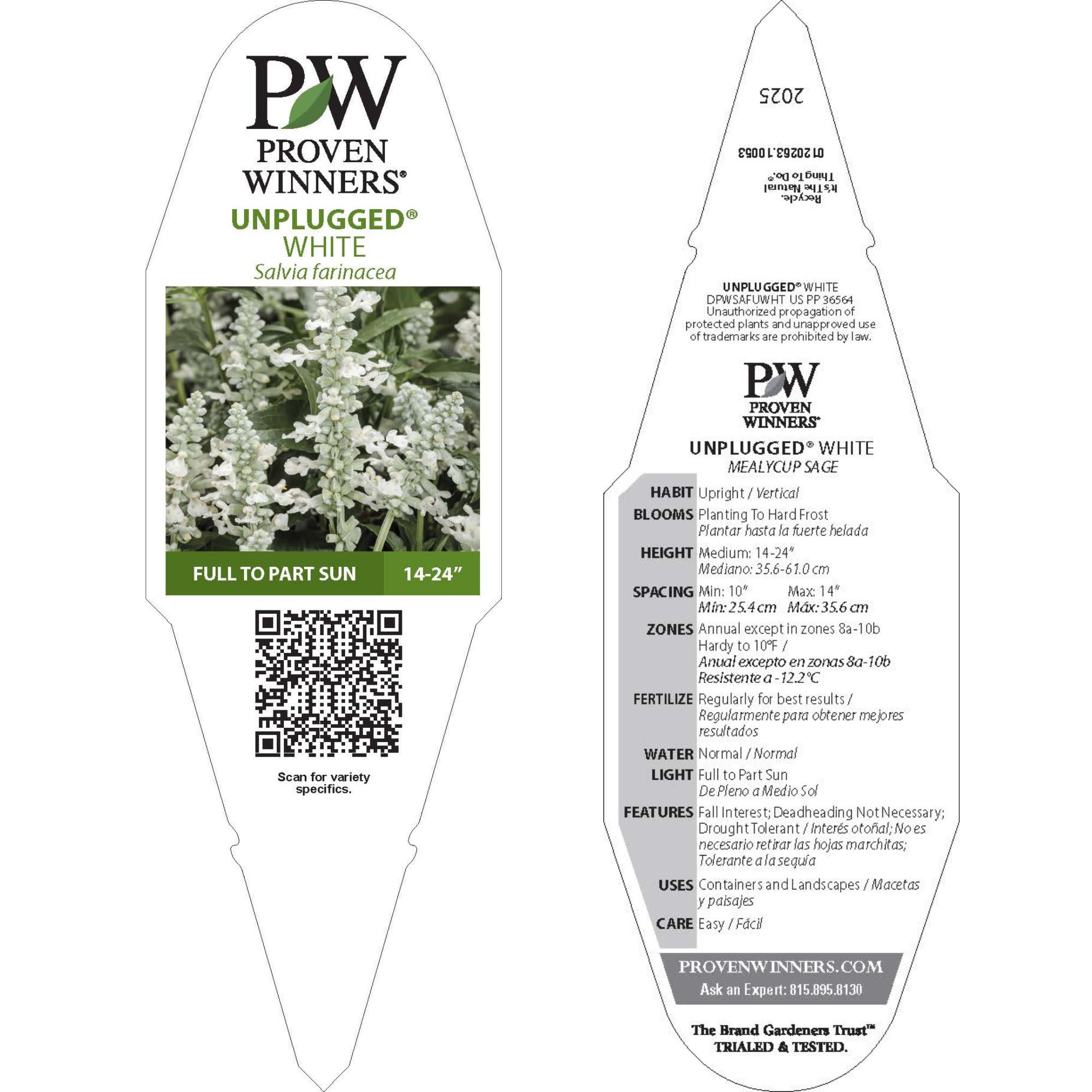 Proven Winners 8" Unplugged White Mealycup Sage Live Plant in 6.5" Pot