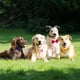 thumbnail image 3 of Pajarita formal para perros Amajiji® para perros medianos y grandes, 3 of 5