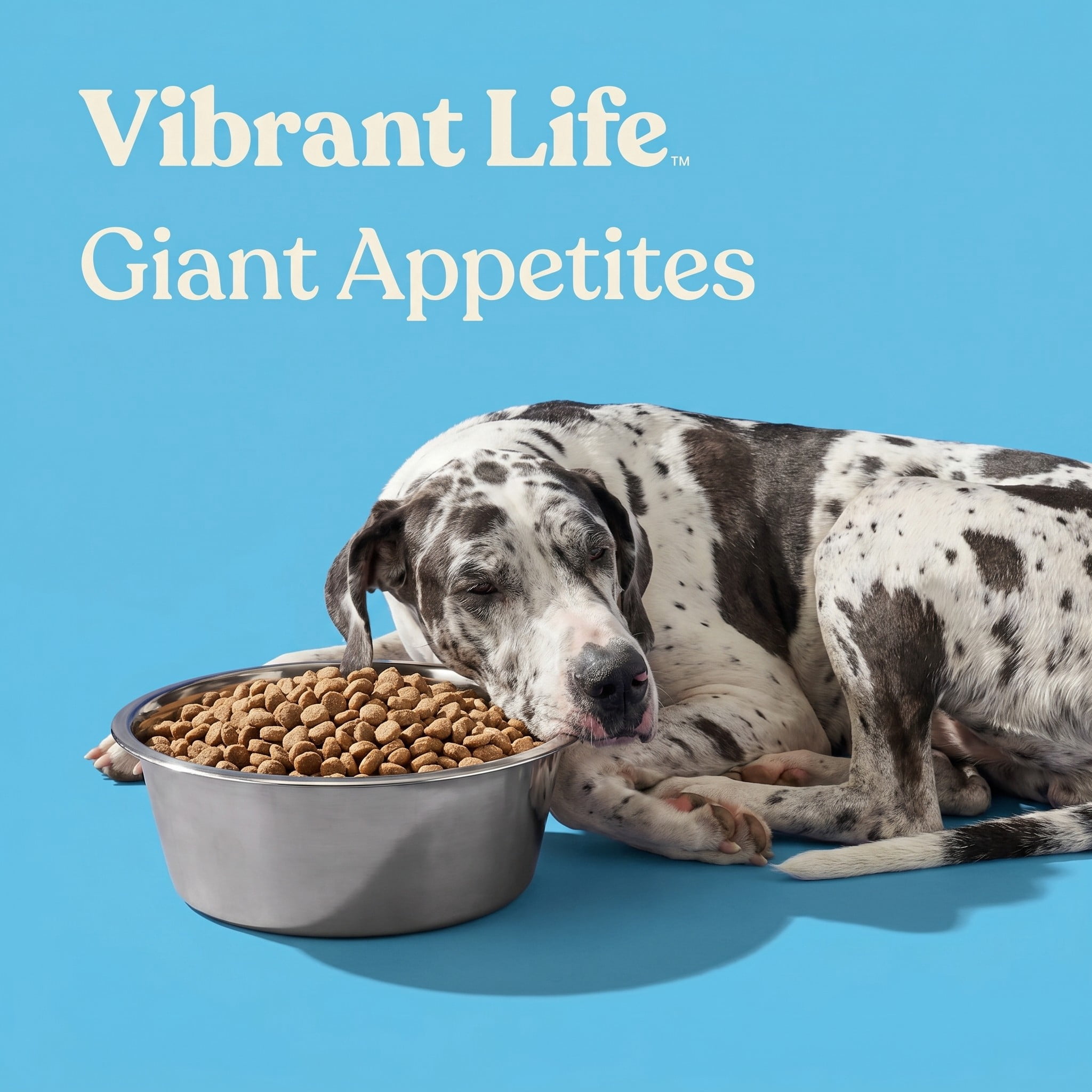 (2 pack) Vibrant Life Extra Large 38-Cup Stainless Steel Pet Bowl, Silver