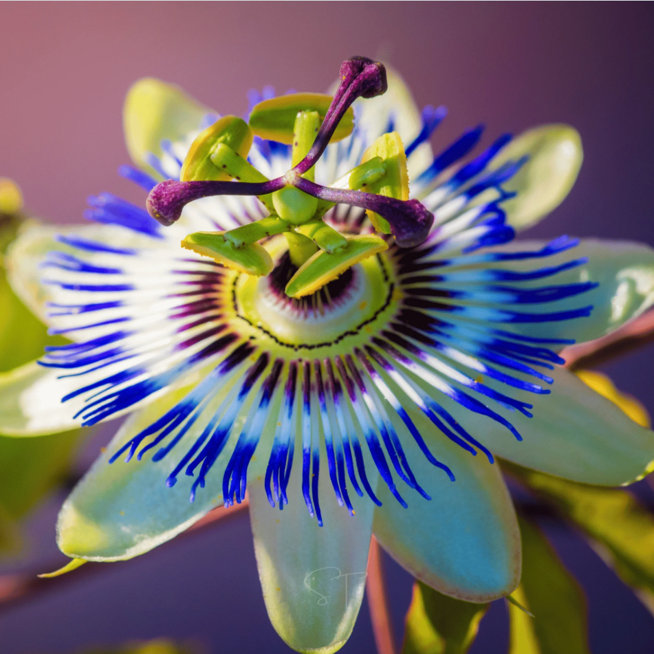 Passiflora Blue Live Starter Plant for Planting, Passion Flower Vine for Outdoor Garden, 4 to 6 Inch Tall, Ship No Pot