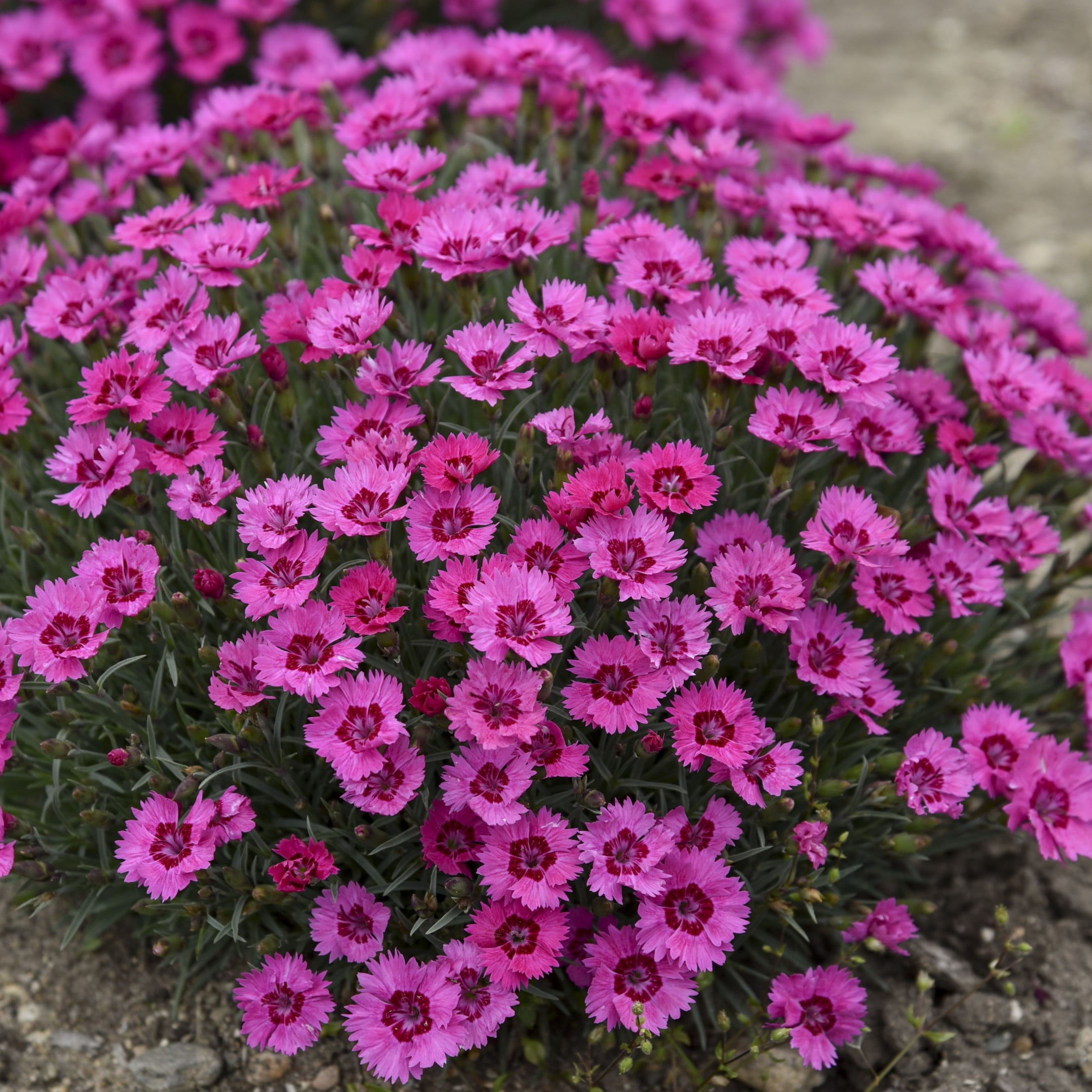 Proven Winners 6" Pink 'Paint the Town Fancy' Pinks Live Plant in 6.5" Pot
