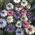 thumbnail image 1 of 500 LOVE In A MIST PERSIAN Jewels Mixed Colors (Fennel Flower) Nigella Damascena Flower Seeds, 1 of 3