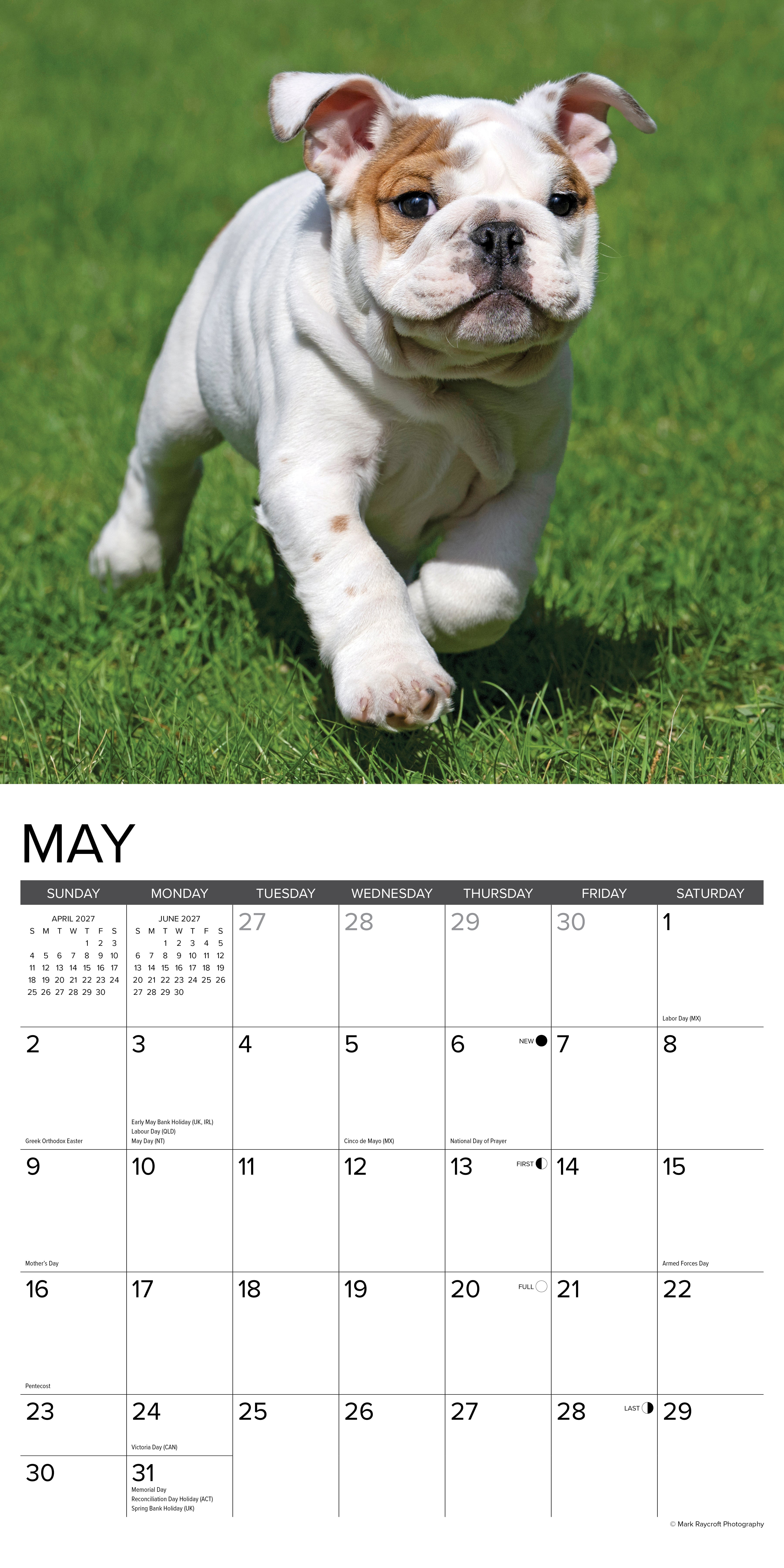 Willow Creek Press, Bulldog Puppies 2027 Wall Calendar