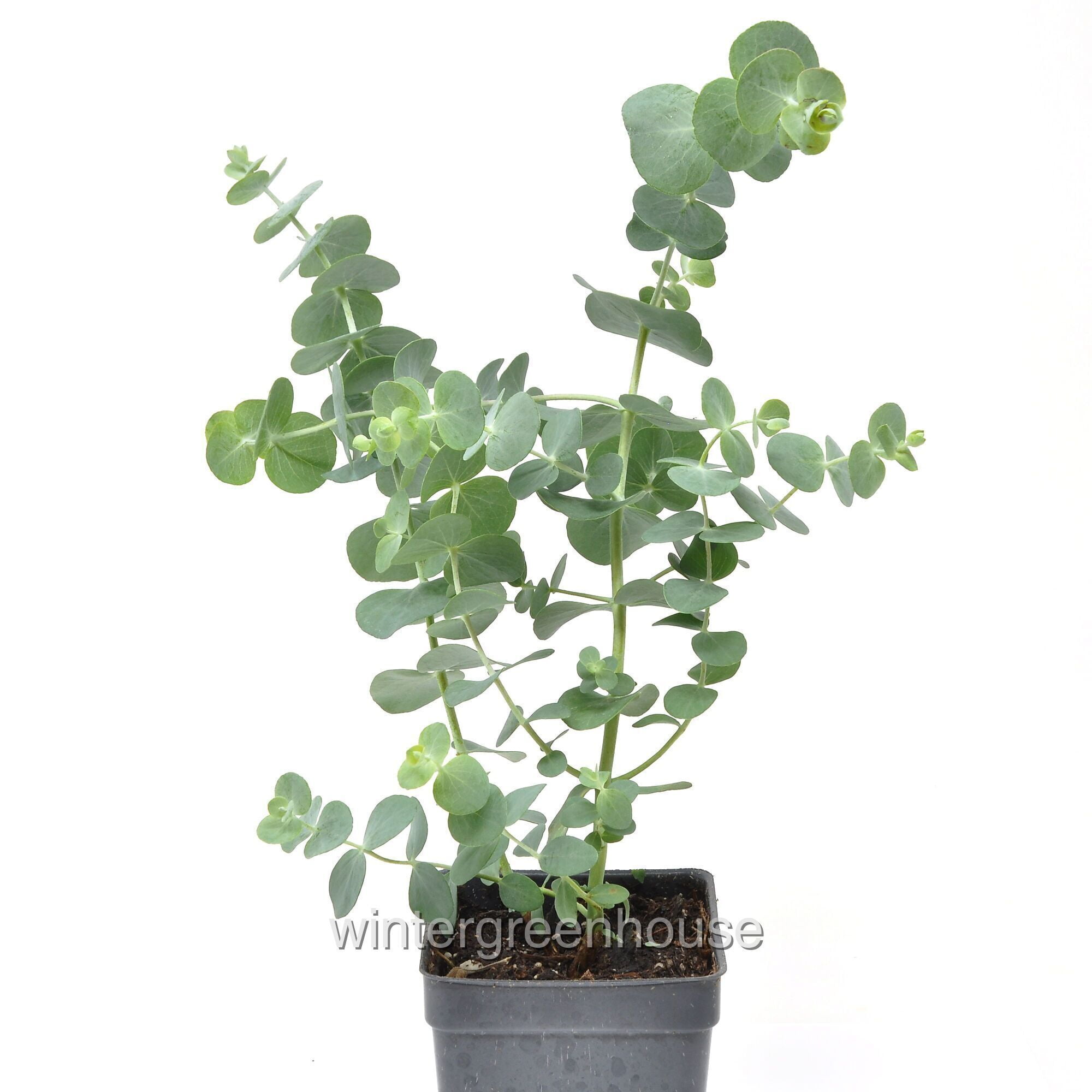 Eucalyptus Pulverulenta, Baby Blue, Florist Silver Dollar - Pot Size: 3" (2.6x3.5") - House Plants, Trees