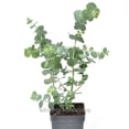 thumbnail image 4 of Eucalyptus Pulverulenta, Baby Blue, Florist Silver Dollar - Pot Size: 3" (2.6x3.5") - House Plants, Trees, 4 of 5