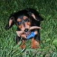 thumbnail image 3 of Perfect Pet Chews - Elk Antler Chew For Dogs - Small Treat, 3 of 7